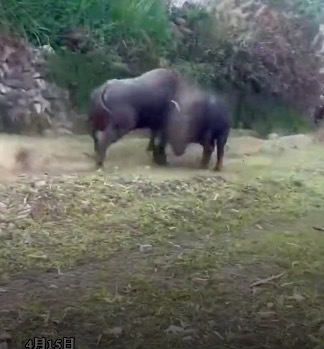 田地里俩牛对撞一只牛当场昏迷倒地 网友：水牛不是性格温顺吗