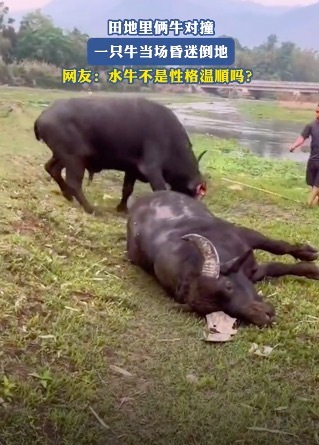 田地里俩牛对撞一只牛当场昏迷倒地 网友：水牛不是性格温顺吗