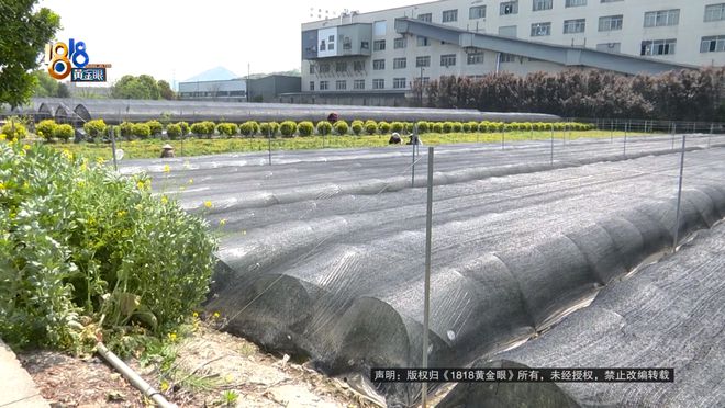 苗圃老板买了一款除草剂，用完之后：估算损失六七十万