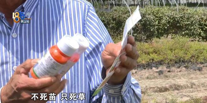 苗圃老板买了一款除草剂，用完之后：估算损失六七十万