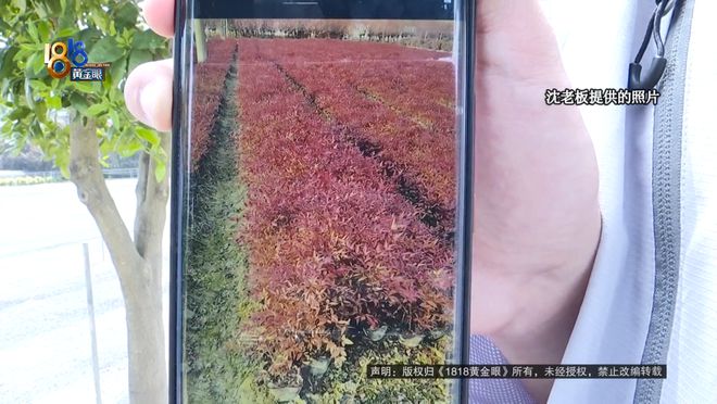 苗圃老板买了一款除草剂，用完之后：估算损失六七十万