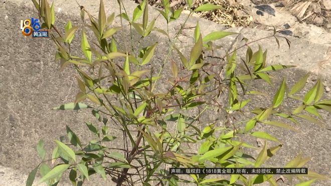 苗圃老板买了一款除草剂，用完之后：估算损失六七十万