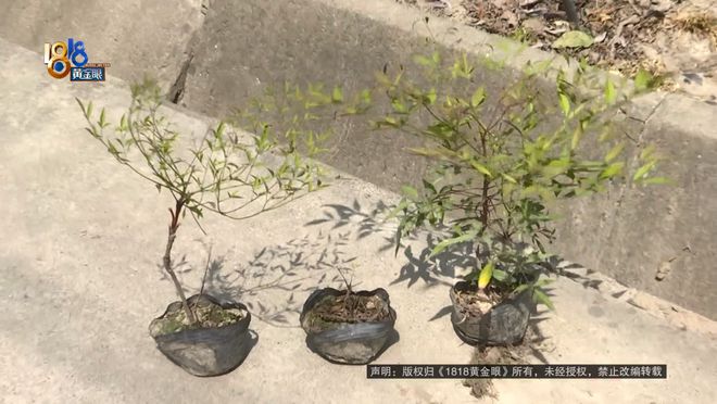 苗圃老板买了一款除草剂，用完之后：估算损失六七十万