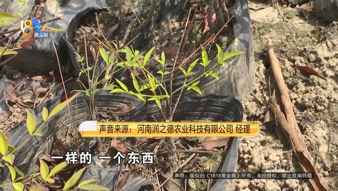 苗圃老板买了一款除草剂，用完之后：估算损失六七十万